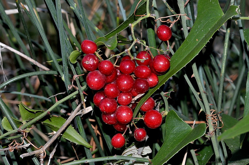 Smilax aspera  L.- Salsapariglia